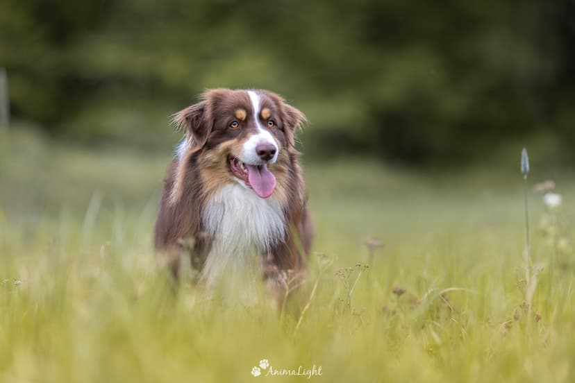 Éducation canine positive avec Esther
