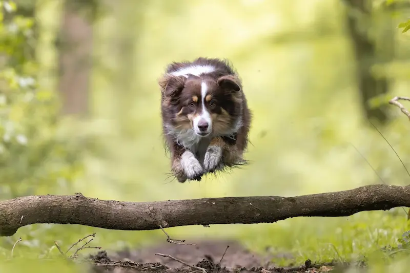 Sully, le chien d'Esther